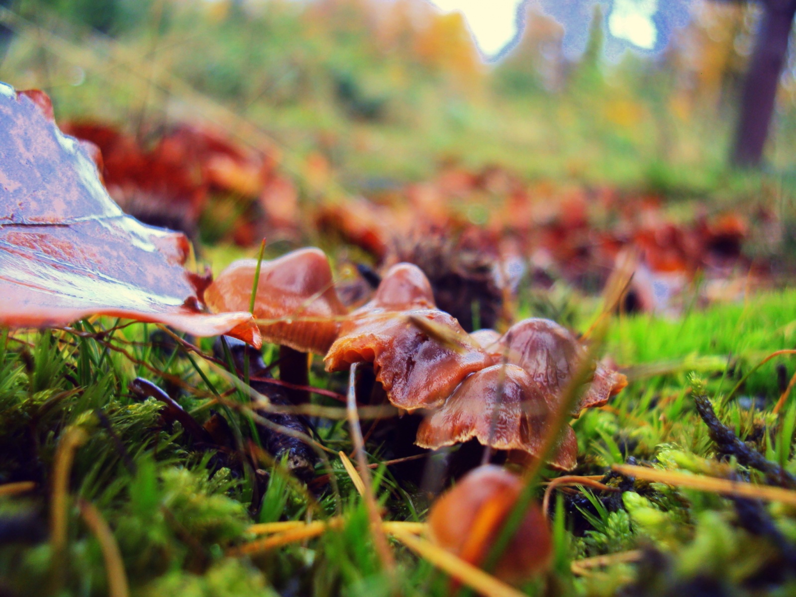 herfst paddestoel mos bos groen bruin Ardennen