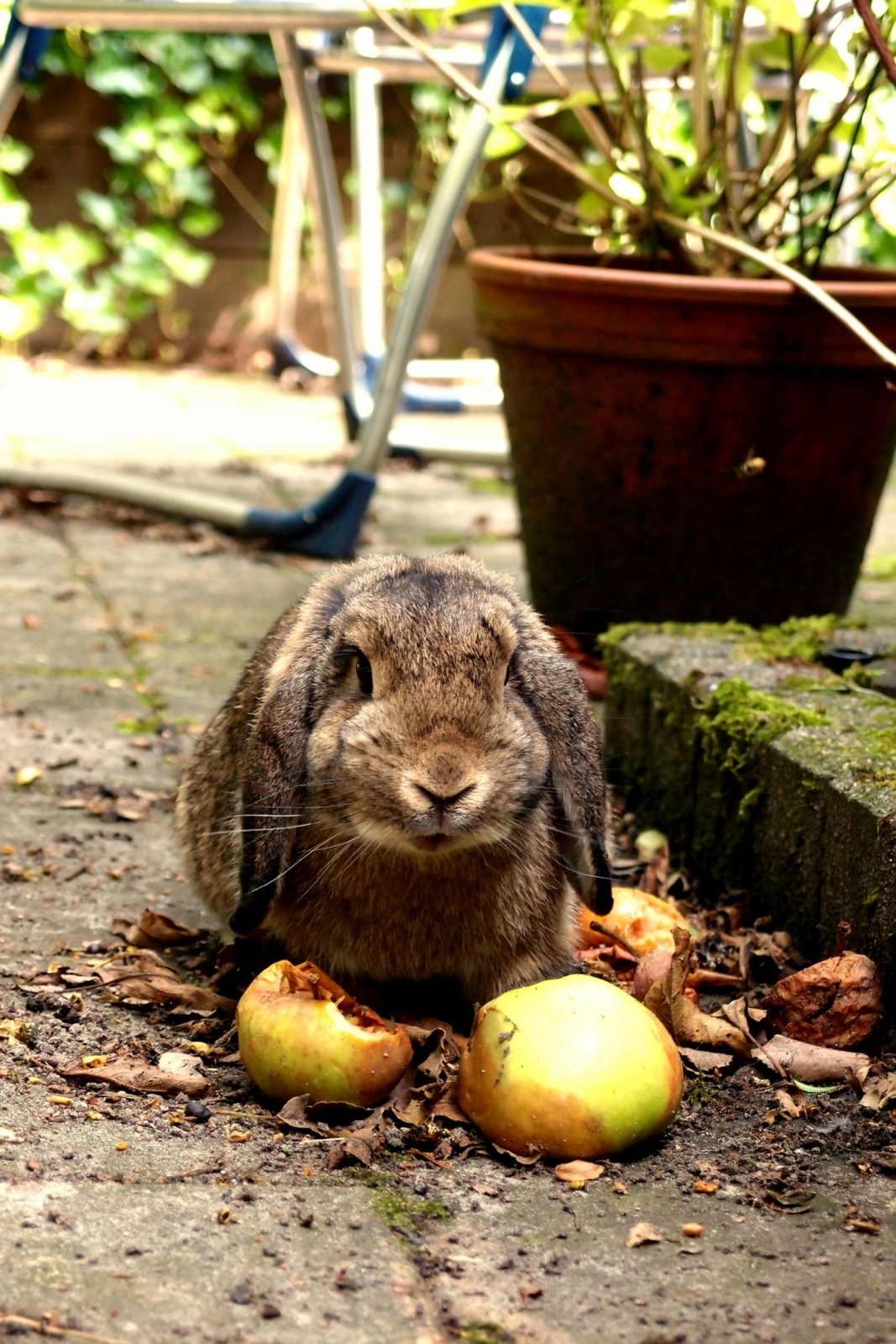 konijn appel eten tuin