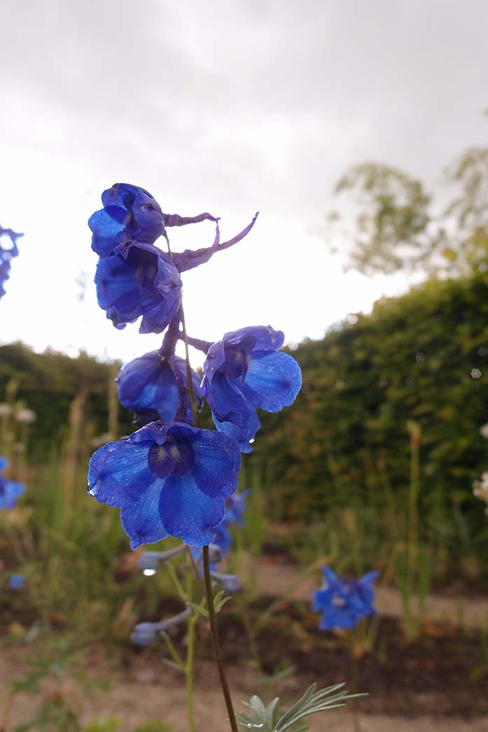 Delphinium bloem blauw