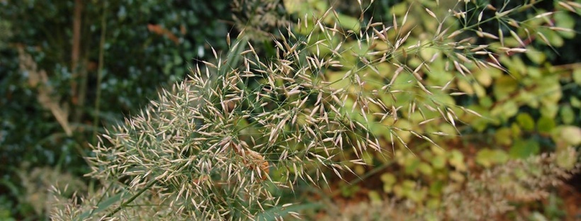 calamagrostis brachytricha diamantgras