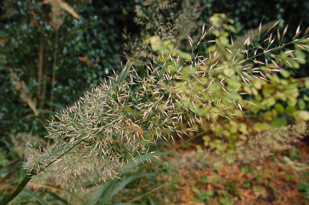 calamagrostis brachytricha diamantgras